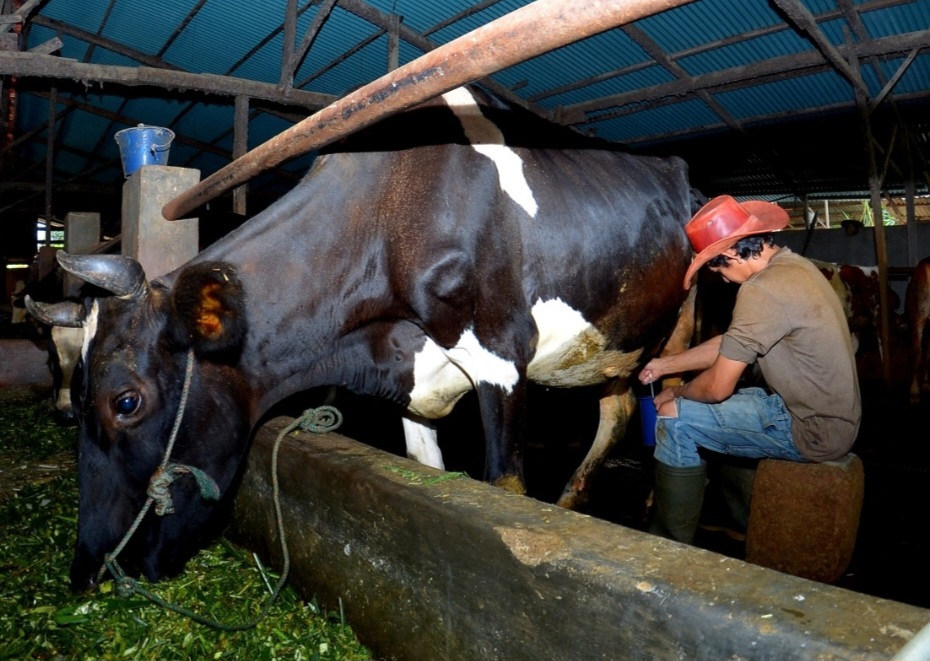 Kisah Pengusaha Pakan Ternak dari Ponorogo Ini Buktikan KUR BRI Bisa Bikin Usaha Berkembang