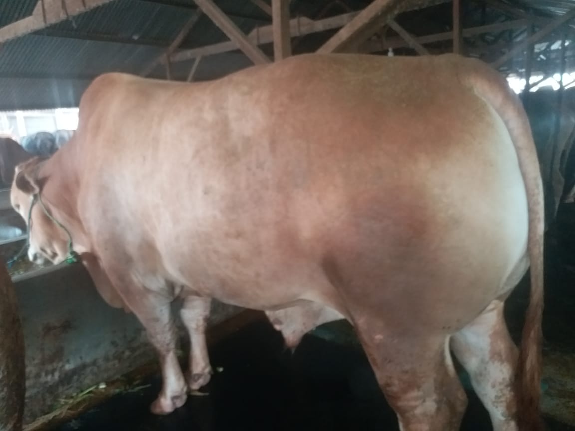 Sapi dari Pangkalpinang Ini Dibeli Presiden Jokowi untuk Kurban