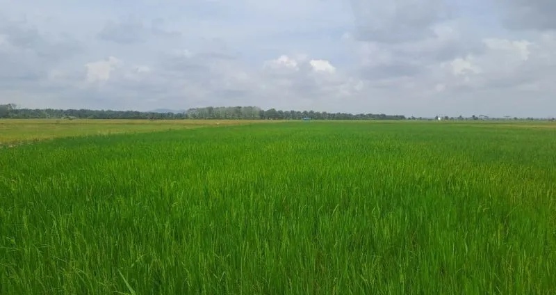 DPKP: Bangka Selatan Bantu Defisit Stok Beras di Empat Kabupaten