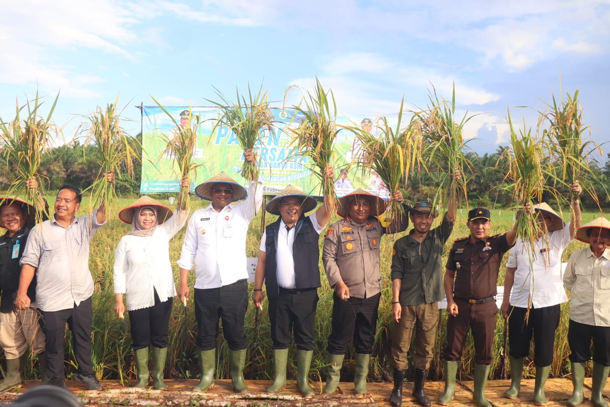 Panen Padi, Pj Bupati Haris Bangga Petani Banyuasin