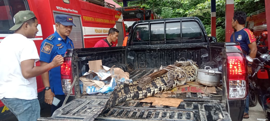 Buaya Penerkam Kakek Pencari Udang di Mempunai Tertangkap, Segini Besarnya