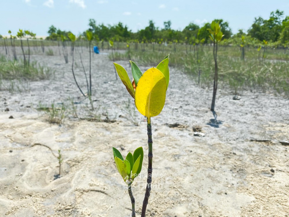 Mangrove Jadi Benteng Pesisir, PT Timah Tanam Ribuan Bibit Lewat Program TJSL