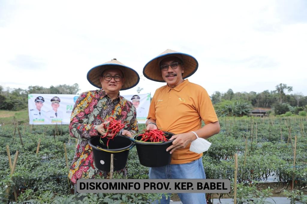 Pj Gubernur Panen Cabai di Puding Besar, Dorong Masyarakat Lebih Bersemangat Bertani