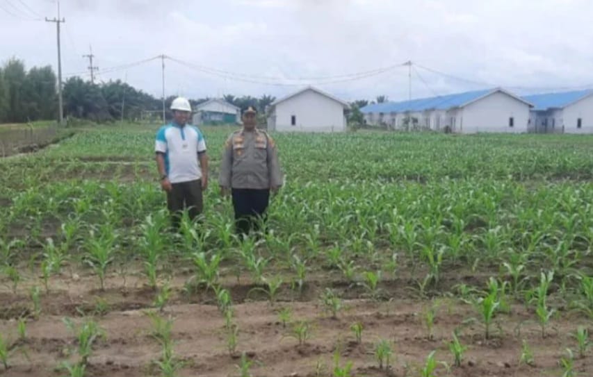 Dukung Ketahanan Pangan, Polres Bateng Tanam Jagung