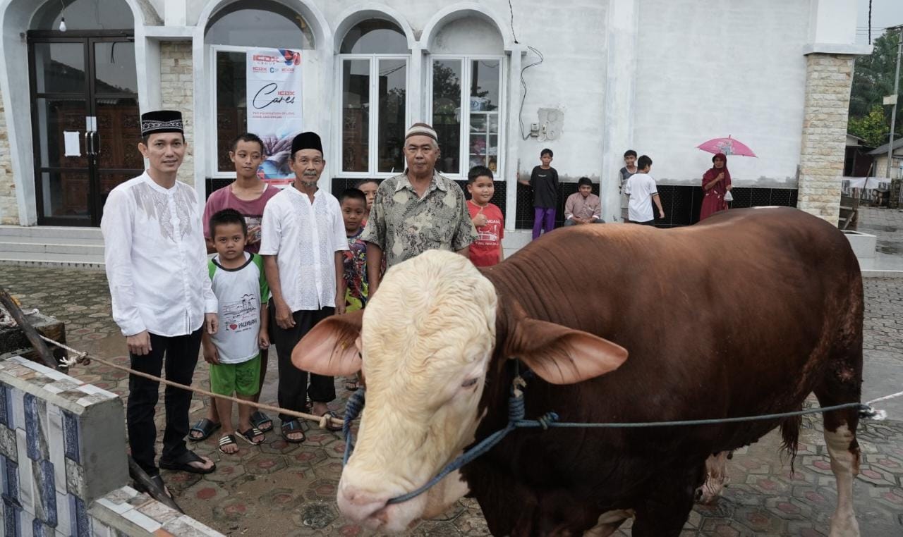 ICDX Care Salurkan 2 Sapi Kurban Berbobot 600 Kg di Bangka dan Belitung