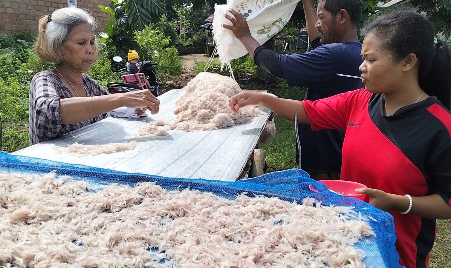 Berkah Iduladha, Nelayan Sungkur Toboali Panen Udang Rebon