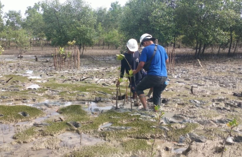 Cegah Abrasi, PT Timah Kembali Tanam 2500 Pohon Mangrove di Pantai Gemuruh    