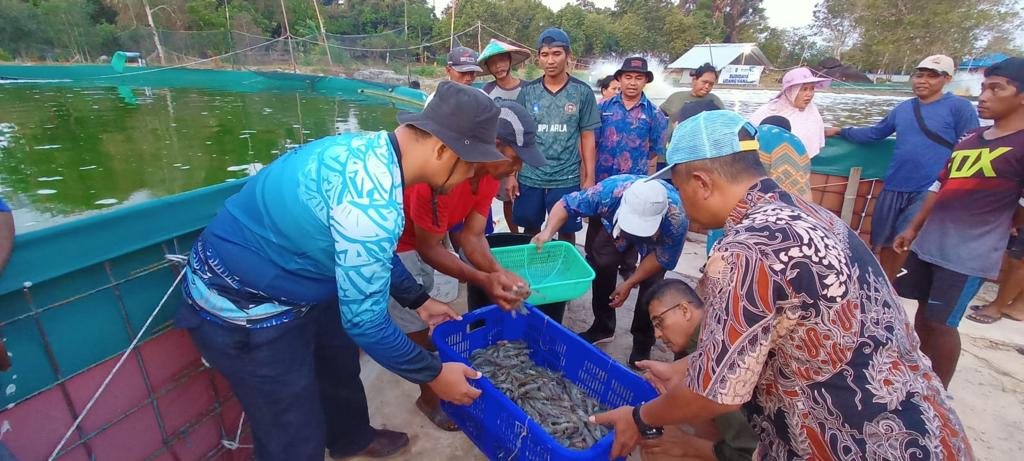 Desa Berdaya Tanjung Rusa Belitung Binaan TJSL PLN Babel, Panen Vaname