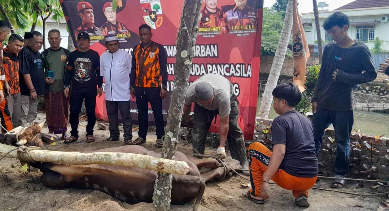 Pemuda Pancasila Potong 2 Sapi dan 2 Kambing, Jadikan Momen Lebaran untuk Meningkatkan Kepedulian