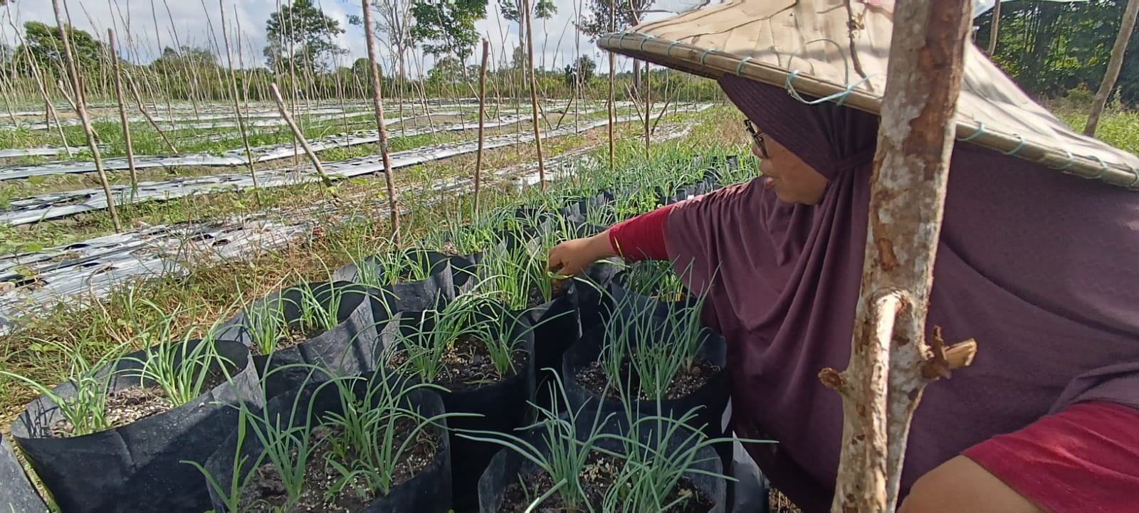 UPAYA PRODUKSI BENIH TSS BAWANG MERAH UNTUK MEMENUHI KEBUTUHAN BENIH DI LAHAN BEKAS TAMBANG BABEL