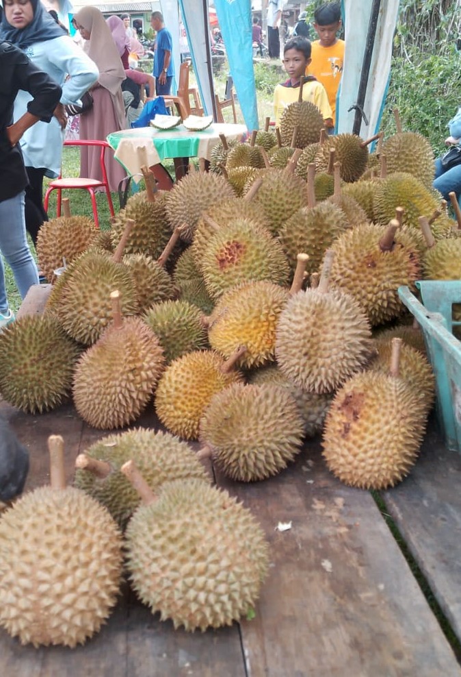 Hari ini, Durian Unggulan Mulai Muncul. 'Tai Babi' dan Super Tembaga, Ditunggu!