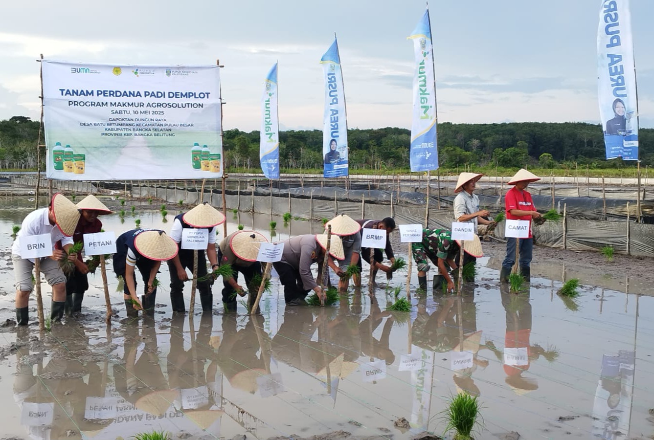 Desa Batu Betumpang Tanam Perdana Padi Demplot Program Agrosolution