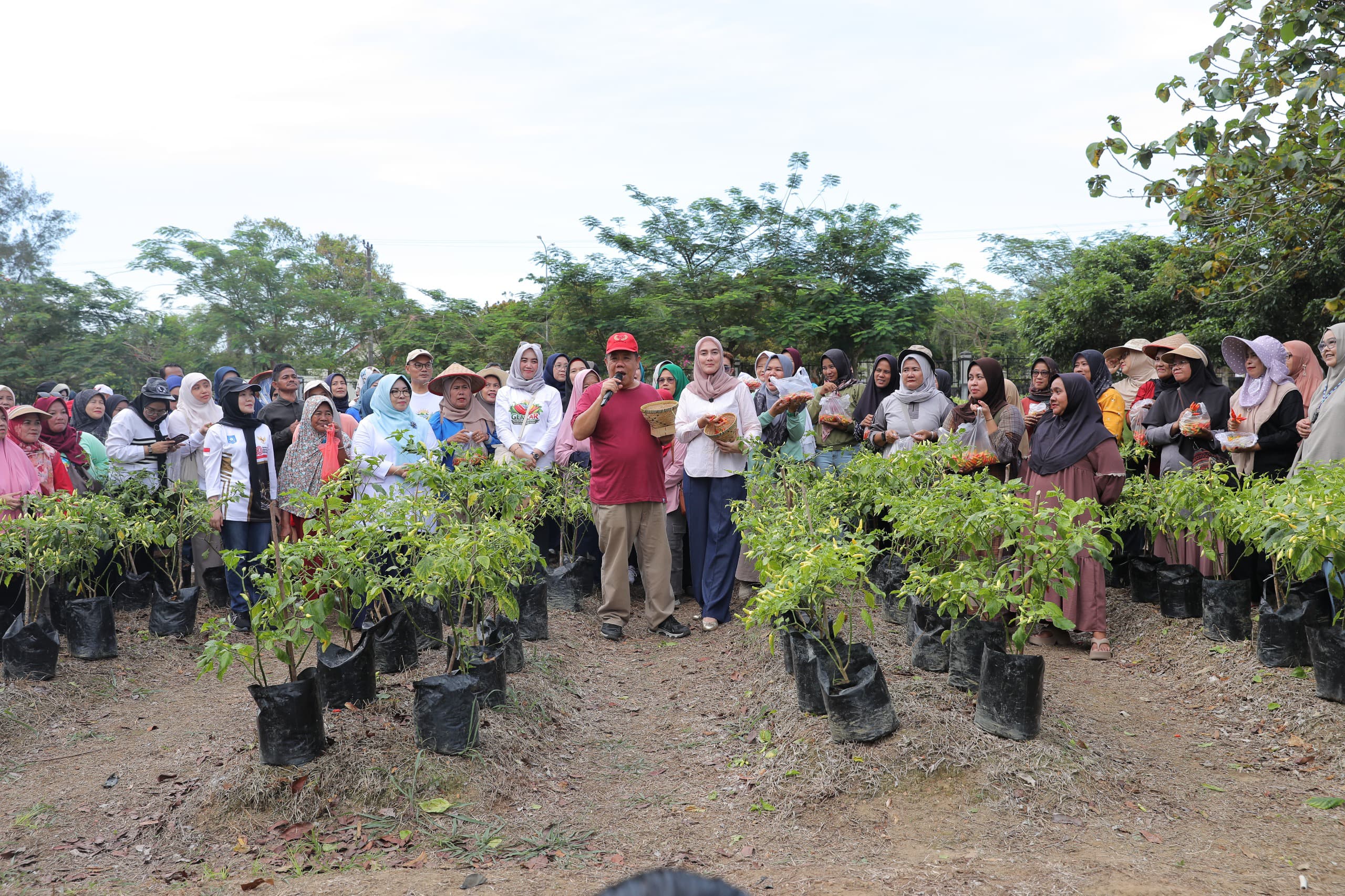 Panen Cabai Bersama, Sumi: Kami Sangat Terbantu Program Pak Gubernur Hidayat Arsani