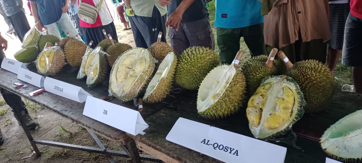 Heboh di Air Mesu, 56 Stand Tampil. Bawa Durian 300 Butir, 1 Jam Ludes