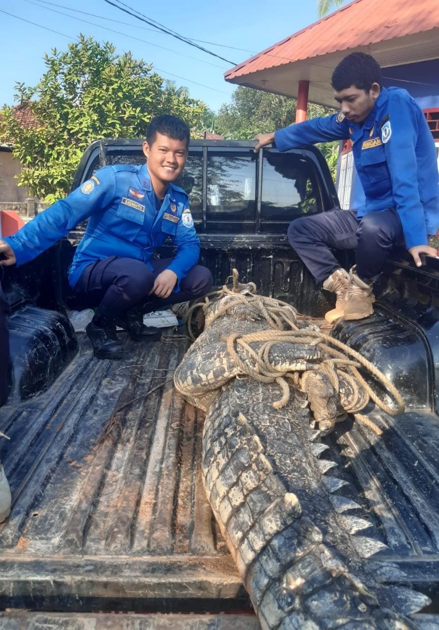 Buaya 3 Meter, Muncul Lalu Dipancing, Akhirnya Diringkus Warga