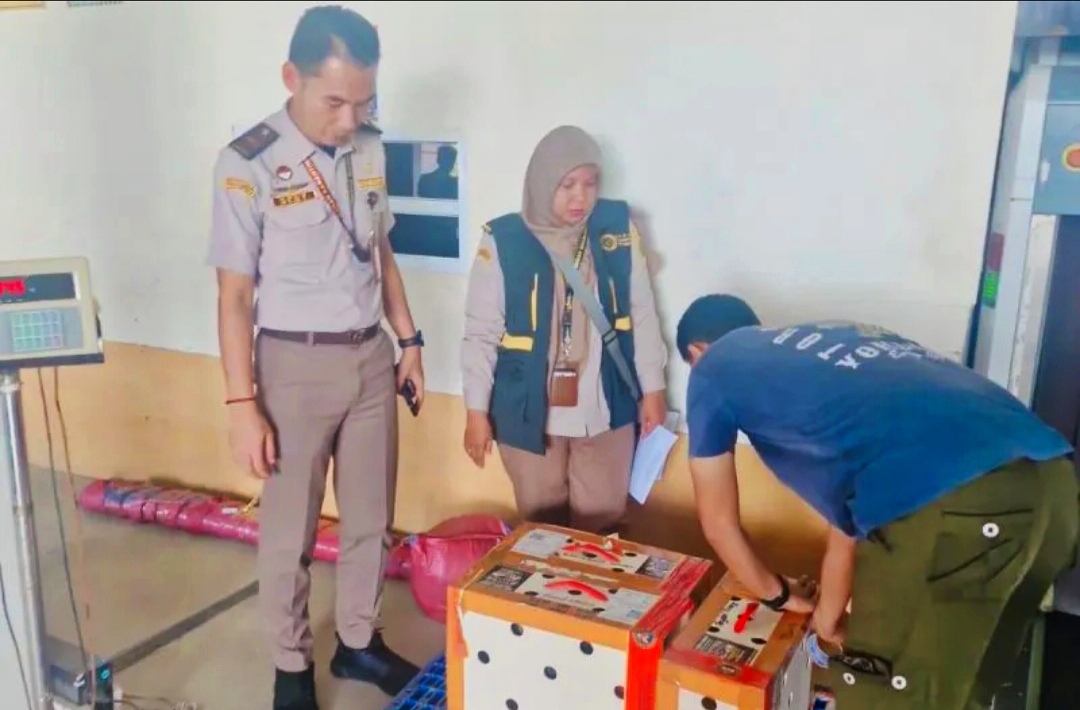 Karantina Babel Tolak Ayam Tanpa Dokumen Cegah Flu Burung