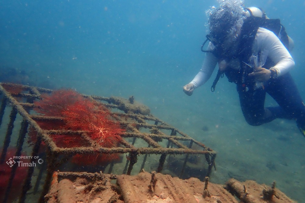 Menjaga Ekositem Pesisir, PT Timah Tenggelamkan Ribuan Artificial Reef Dalam Lima Tahun Terakhir 