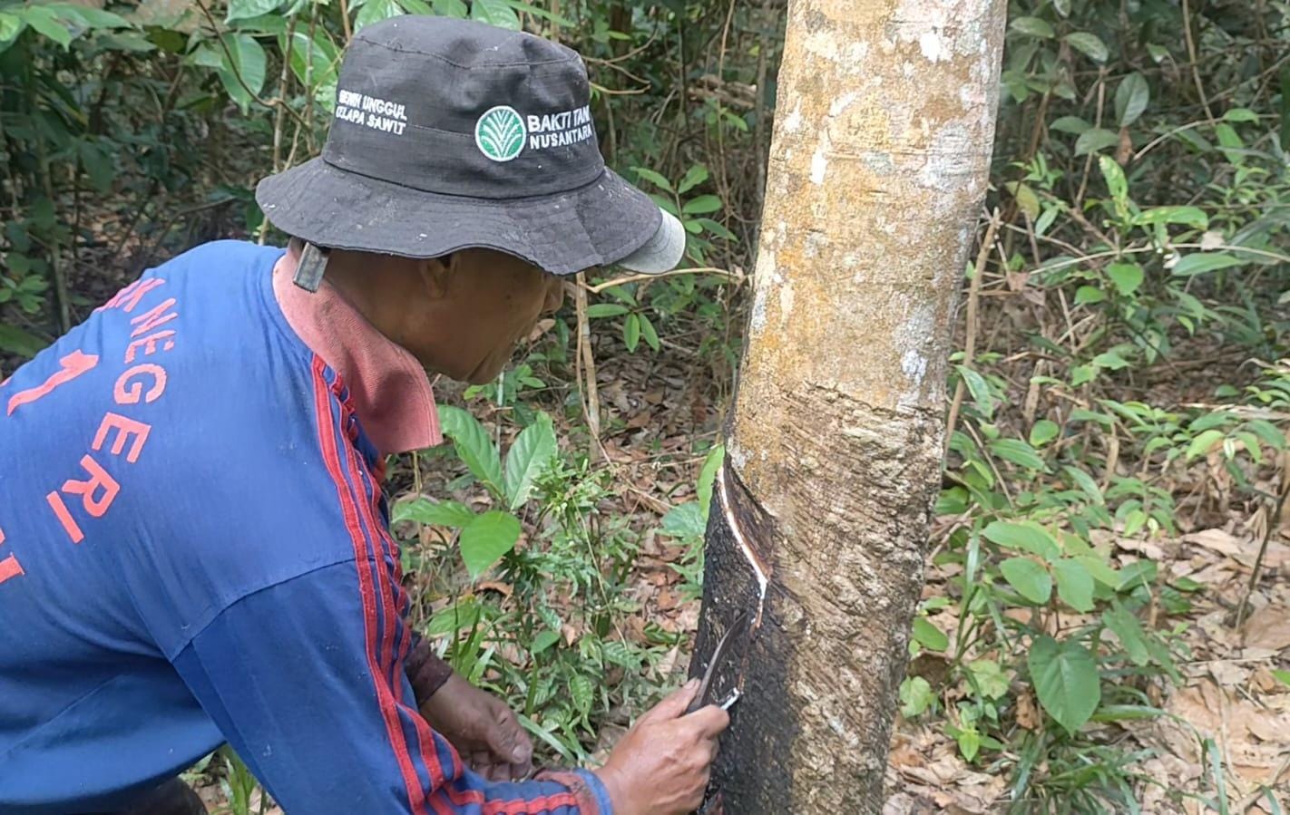 Harga Getah Karet Turun, Petani : Bantu Kami Pemerintah