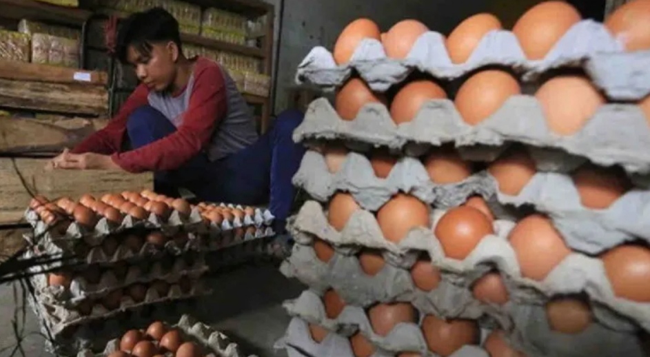 Babel Pastikan Stok Telur Cukup Jelang Maulid Nabi