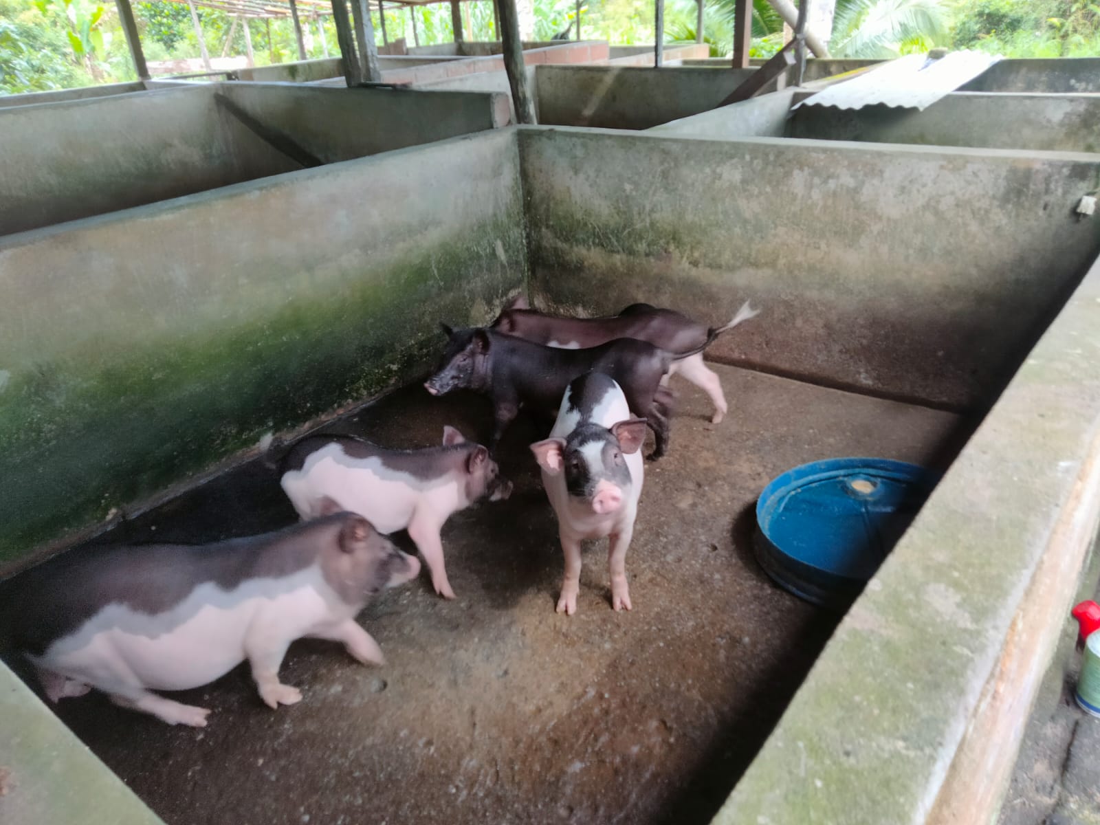 Terima Bantuan Bibit Babi, Peternak di Toboali Kini Hasilkan Puluhan Babi