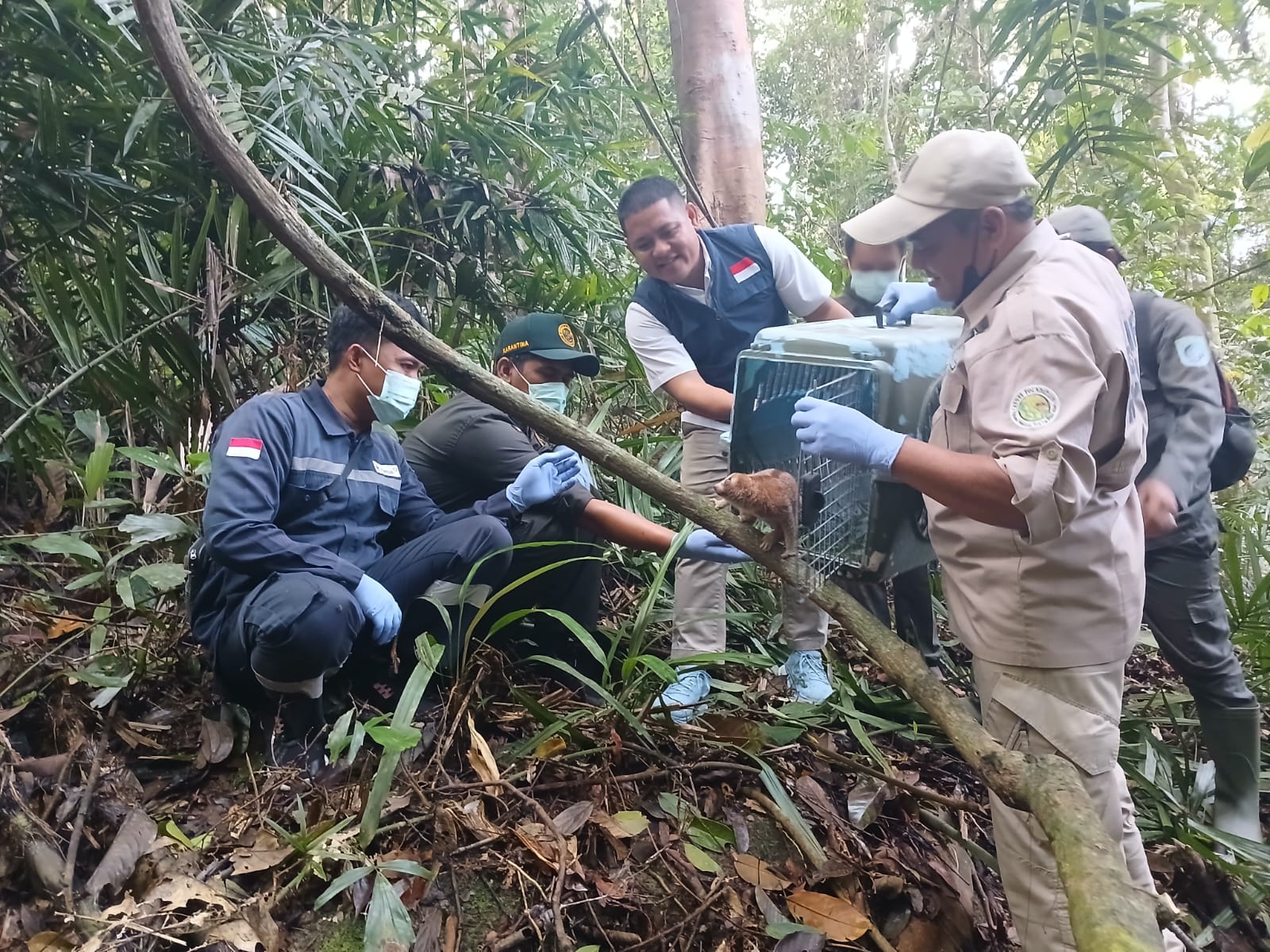 Kolaborasi untuk Konservasi, PT Timah Dukung Pelepasliaran Satwa Endemik di Hari Primata