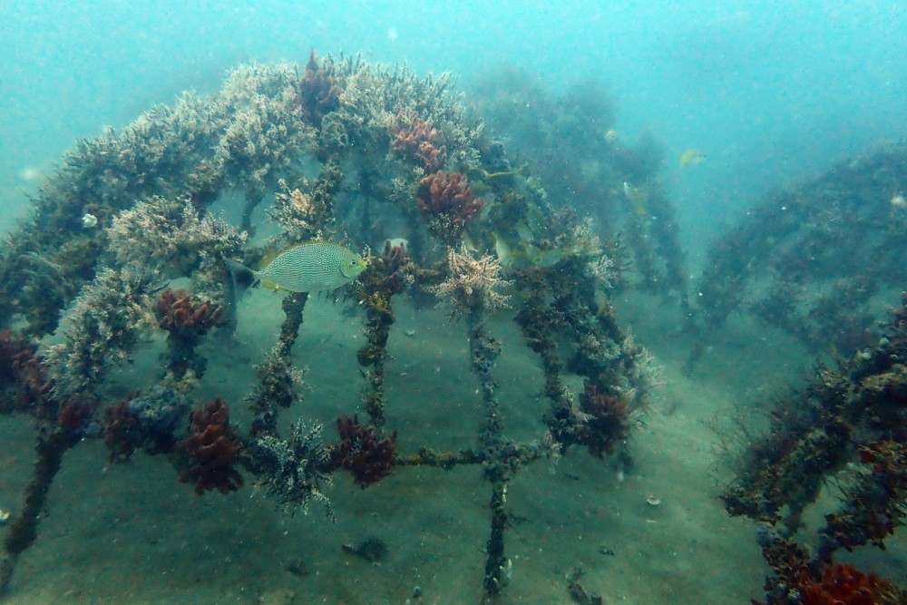 Artificial reef PT Timah di Rambak Berhasil Menjadi Karang Alami