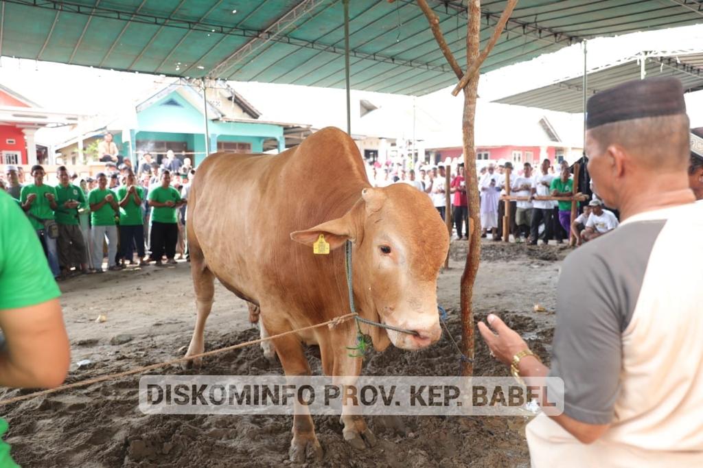 Pemprov. Kep. Babel Potong 29 Ekor Sapi Kurban Iduladha 1444 Hijriah