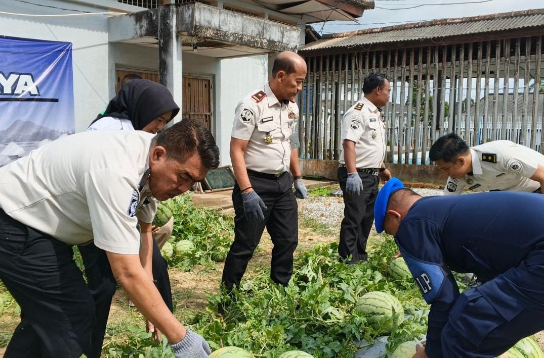 Panen Raya 746 Kg Semangka Warnai Bulan Suci Ramadan di Lapas Pangkalpinang