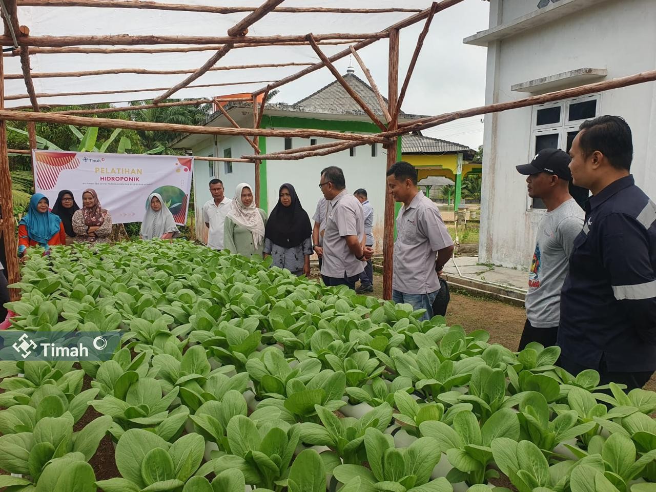 PT Timah Gandeng Kelompok Lanjut Bestari Tanam Sayuran