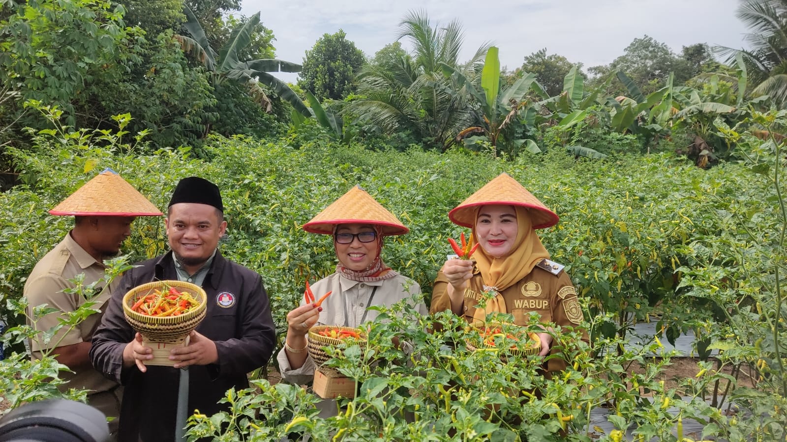 Pesantren Qur'an Cahaya Rias Panen Cabai Binaan BI