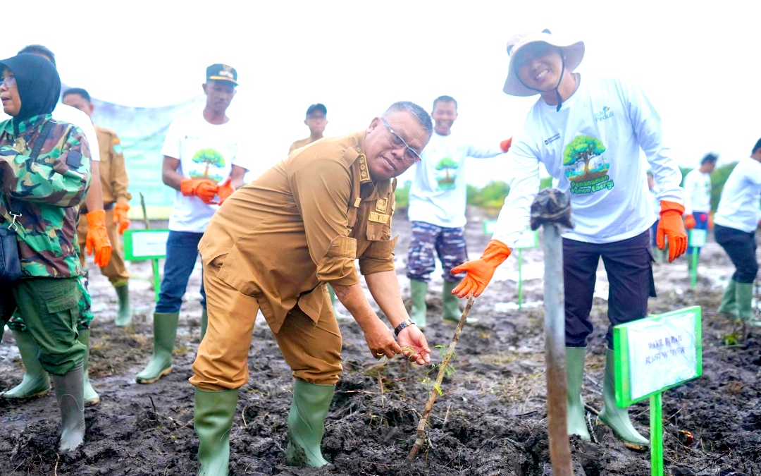 Dukung Energi Bersih, PLN UIW Babel Tanam 10.000 Bibit Pohon Kaliandra melalui Program TJSL di Belitung Timur
