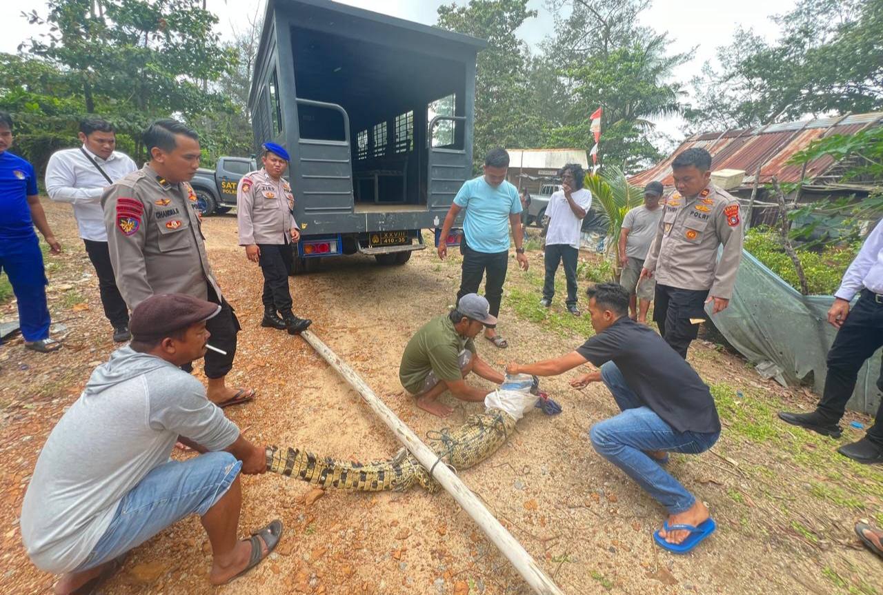 Buaya yang Meneror Warga Mentok Akhirnya Tertangkap