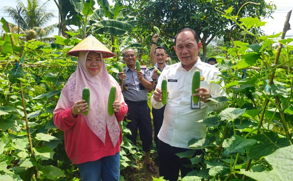 Lapas Pangkalpinang Panen Mentimun Capai 341 Kilogram