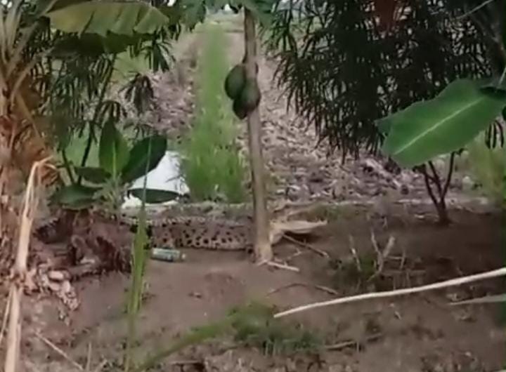 Buaya Muncul di Sawah Rias, Petani Mulai Khawatir 