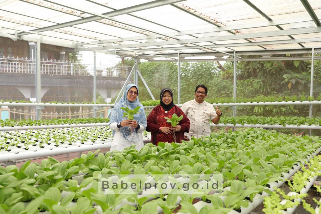 Perempuan Kep. Babel Belajar Dari We Farm Hidroponik 