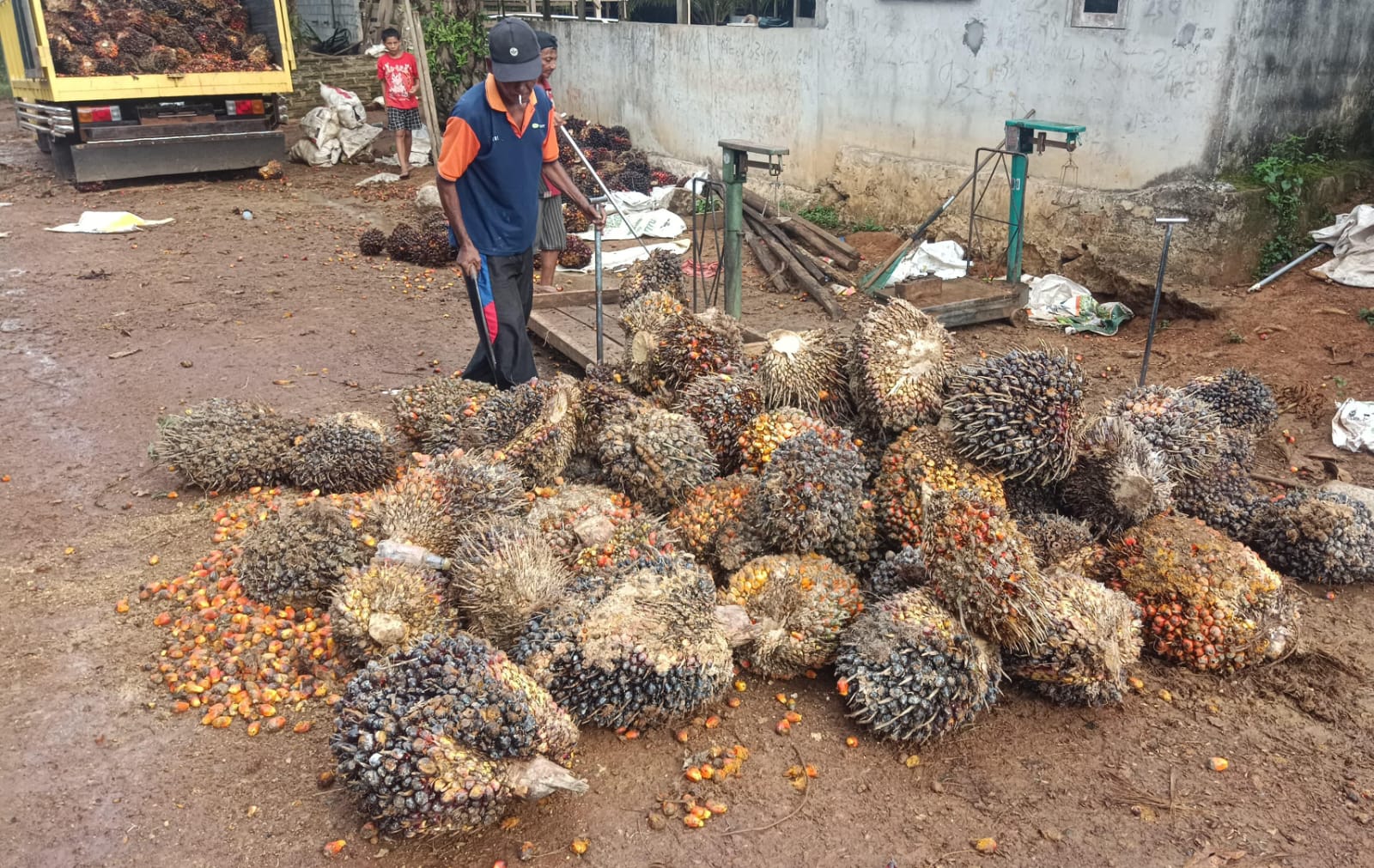 Alasan Ekonomi, Dua Buruh Harian dan Satu Petani Curi TBS PT BAM
