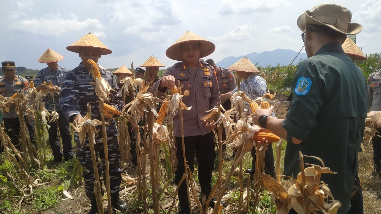 Dukung Swasembada Pangan, Polres Bangka Panen Jagung Kuartal Dua di Lahan PT.GML