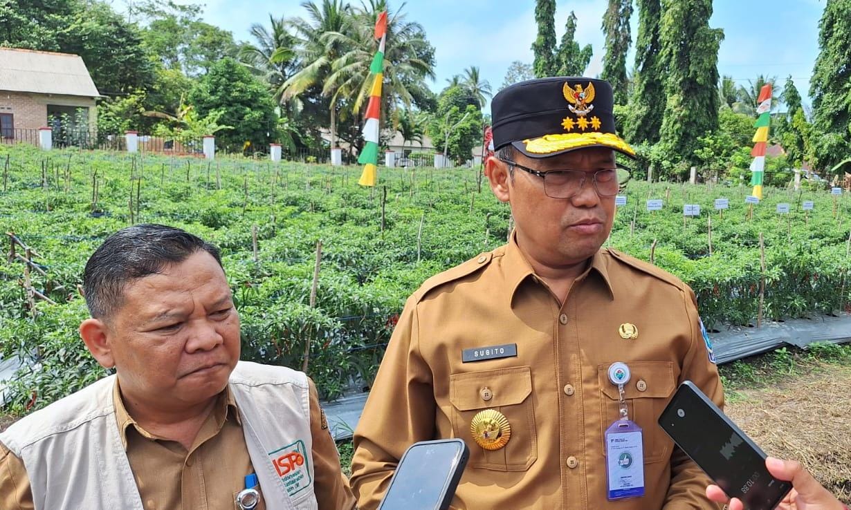 BPP Toboali Panen Cabai Keriting, Pj Gubernur ; Upaya Kendalikan Inflasi 