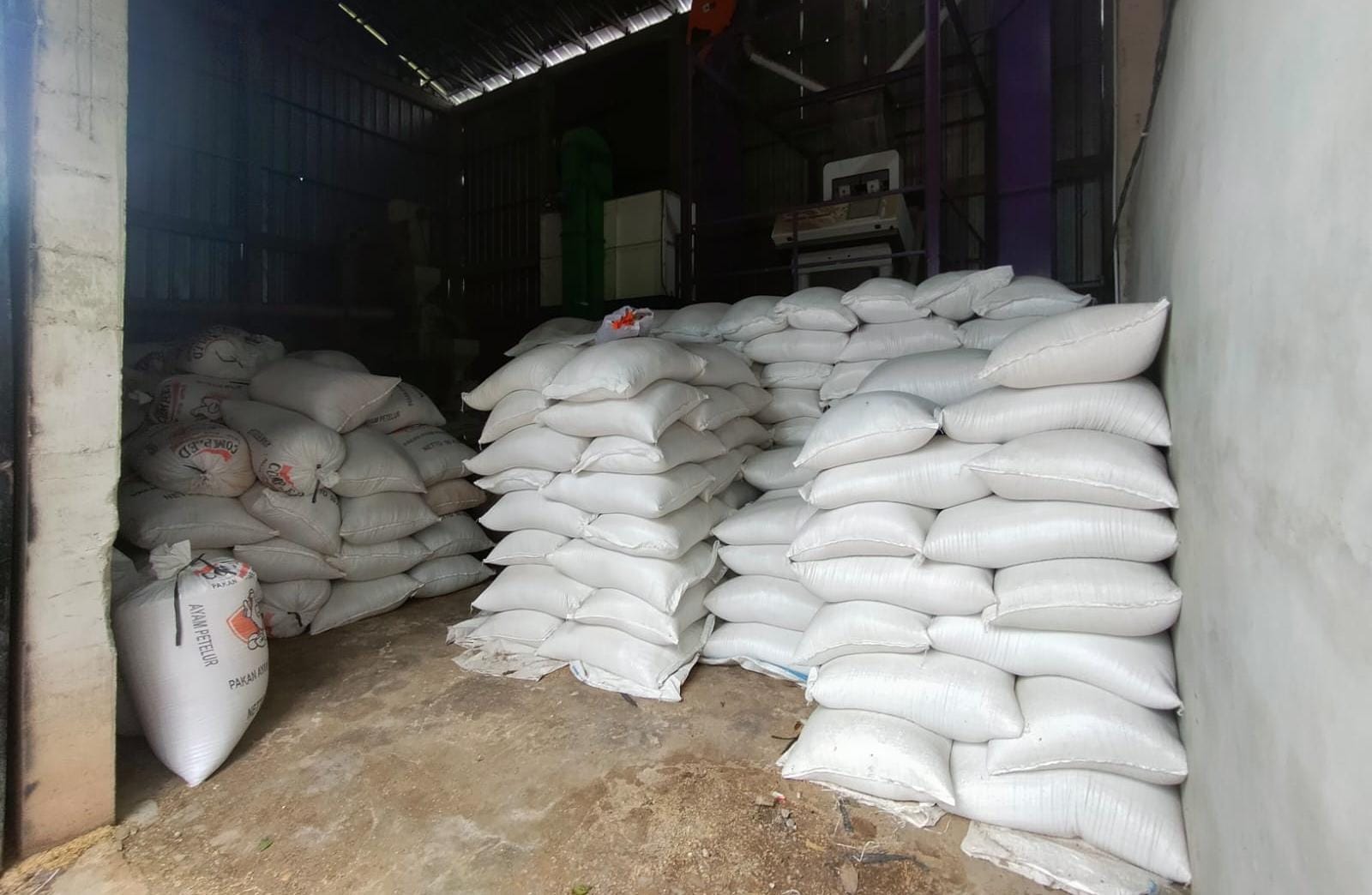Mitra Bulog Penggilingan Rias Makmur Serap 200 Ton Gabah Hasil Panen Periode IP 200