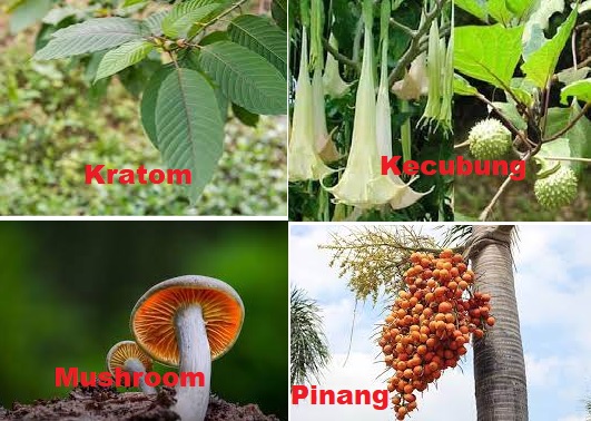 Kangkung Aman! Tapi Kratom, Kecubung, Mushroom Bahkan Pinang Ada Sensasinya?