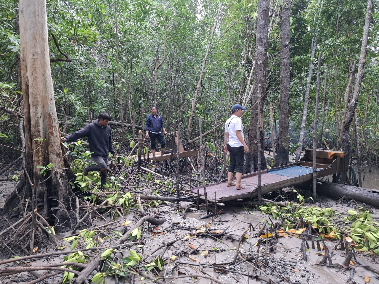 Parah, Mangrove Lepong Dirambah TI Tungau