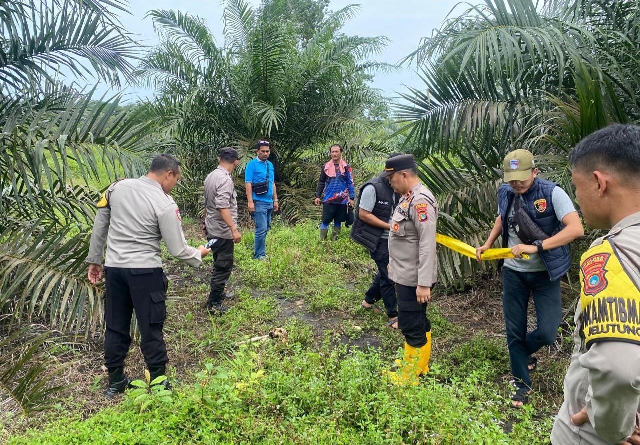 Geger Penemuan Tengkorak Kepala di Perkebunan Sawit Namang