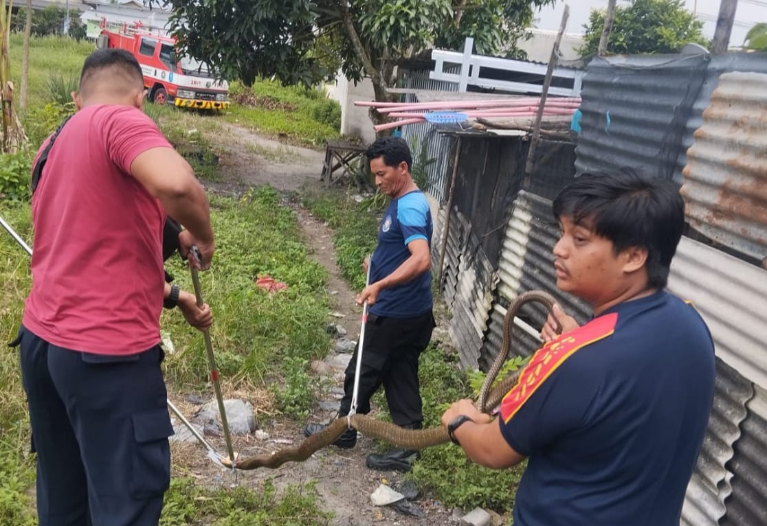 Hiii... Ada Ular Cobra Masuk Rumah Warga di Sungailiat