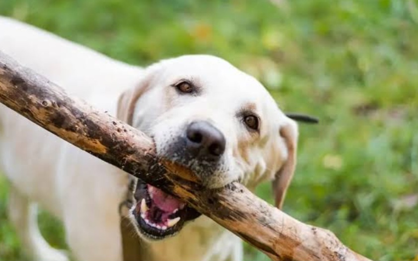 Ngeri... Bocah Perempuan 10 Tahun Diserang Segerombolan Anjing di Rajik