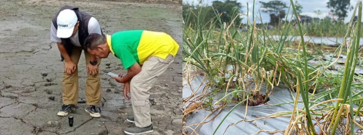 Jerit Petani Babel: Sawah dan Bawang Kekurangan Air