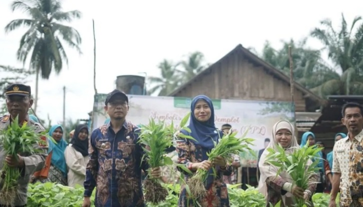 Pemkab Bangka Tengah panen sayuran program P2B