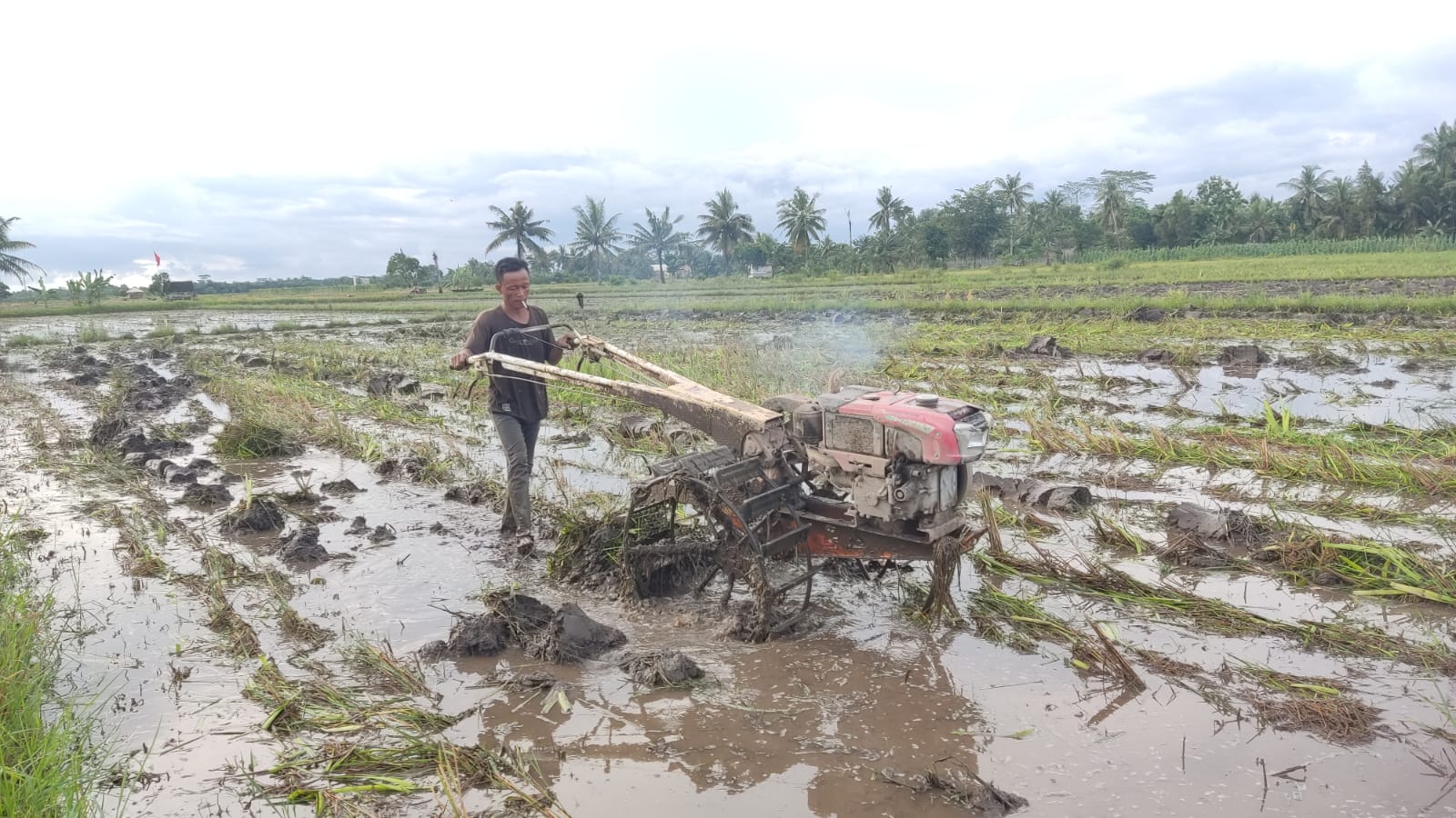 Hasilkan 4,8 Ton Panen Padi, Ini Harapan Para Petani di Musim Tanam Kedua 