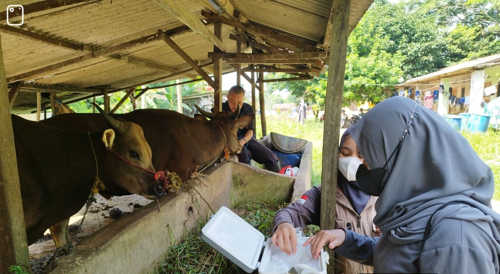 Menjelang Peringatan HUT ke 80 RI, DPPP Basel Targetkan Segini Vaksinasi Sapi 