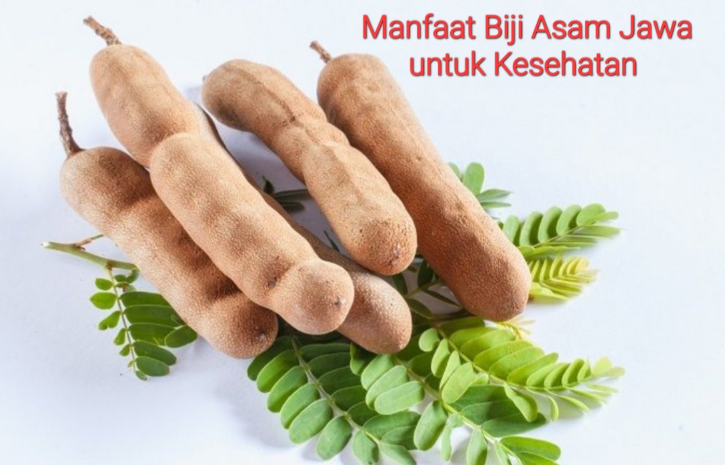 Biji Asam Jawa Banyak Manfaatnya untuk Kesehatan, Simak 5 Ini 