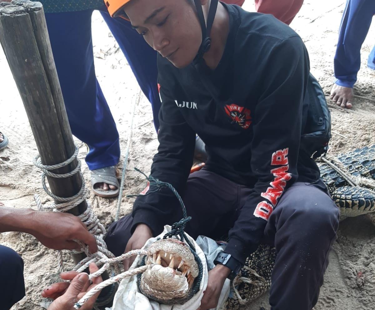 Robot Berhasil Tangkap Buaya Sepanjang 2,7 Meter